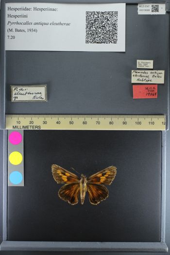 Media type: image;   Entomology 19568